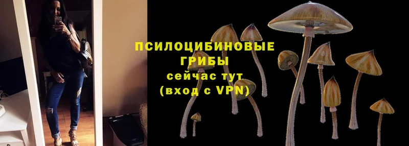 Галлюциногенные грибы GOLDEN TEACHER Нерехта